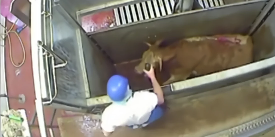 Captive bolt gun slaughter of a cow